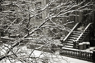 gray bare tree, cityscape