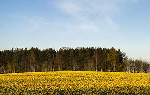 landscape photo of garden full of yellow petaled flowers, scotland