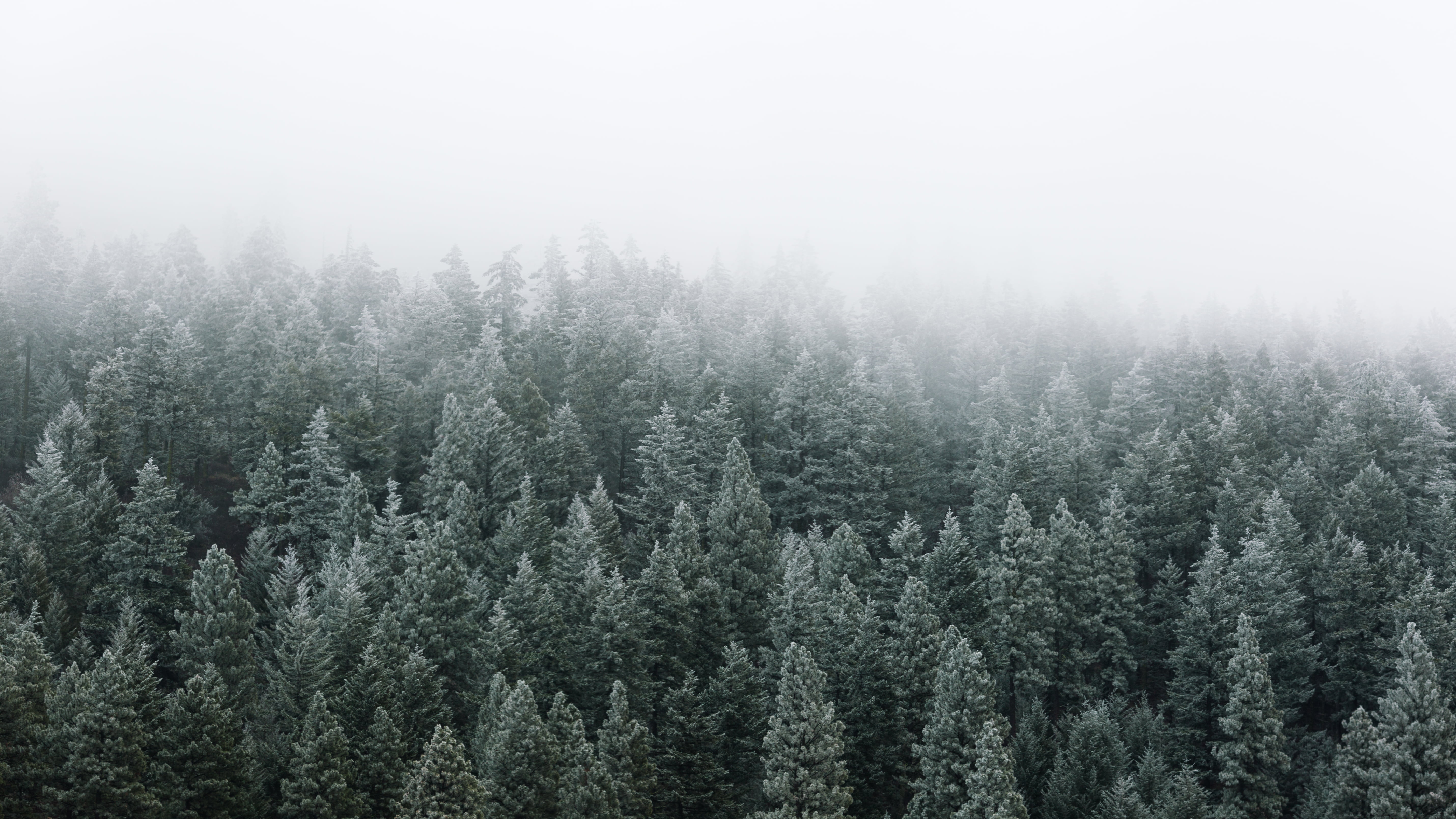 60 Pine Tree HD Wallpapers and Backgrounds
