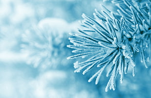 flower covered with snow, macro, frost, trees, snow HD wallpaper