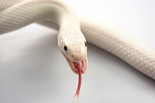 closeup photo of white snake