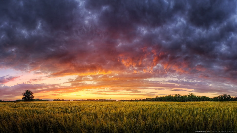 green grass, nature, HDR, sunset, landscape HD wallpaper