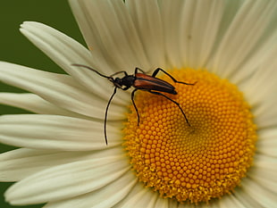 insect on sunflower HD wallpaper