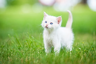 wildlife photography of white kitten