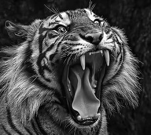 grayscale photo of a tiger, animals, tiger