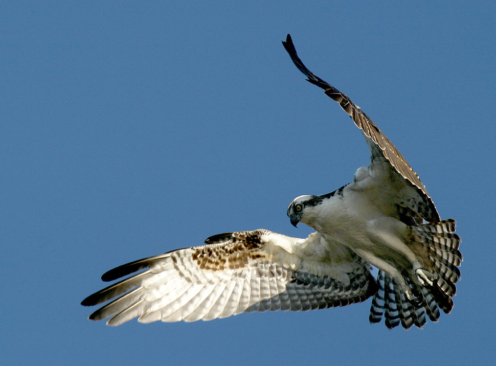 eagle spreading wings HD wallpaper