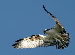eagle spreading wings