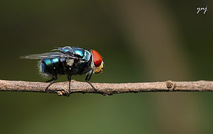 macro photography of blue Bottlefly perched on brown stick