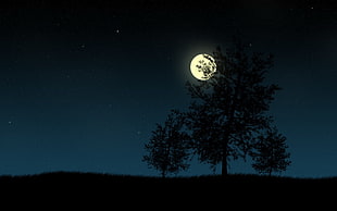 tall tree and full moon, Moon, trees, night