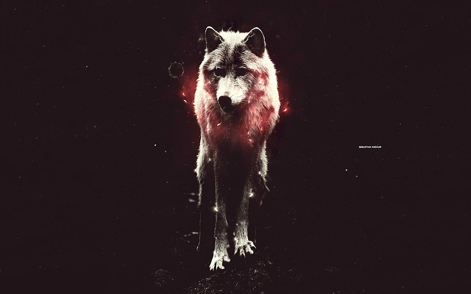 illustration of white wolf HD wallpaper