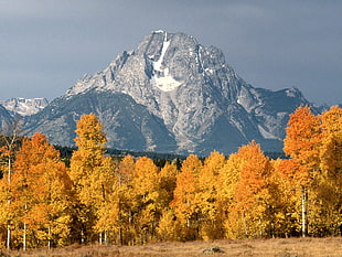 yellow Maple trees near gray mountain