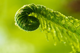 macro shot photography of leaves