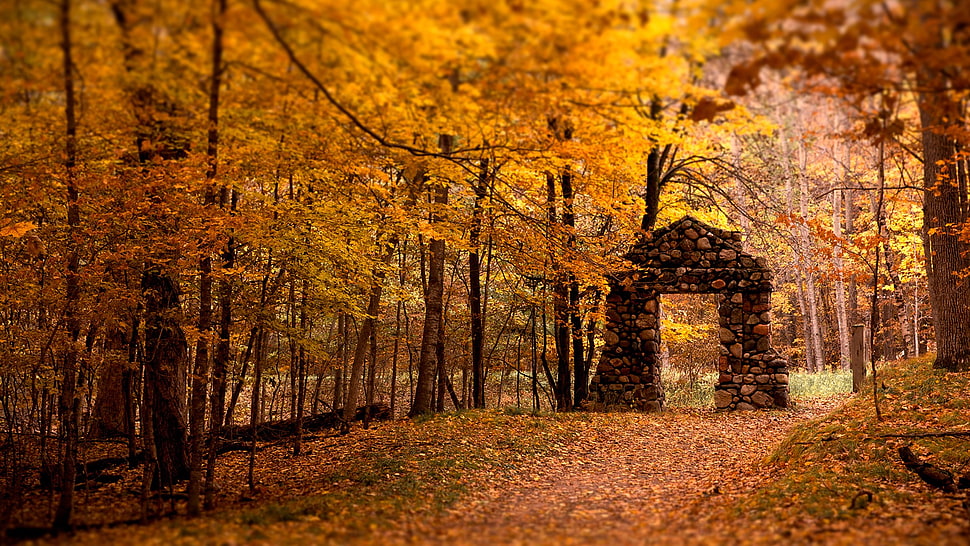 brown forest field during daytime HD wallpaper