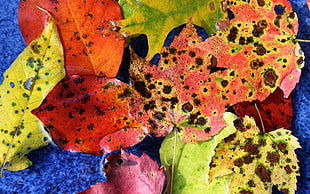assorted color of leaf lot HD wallpaper