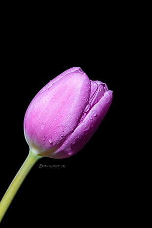 close up photography of unbloom purple Tulip flower