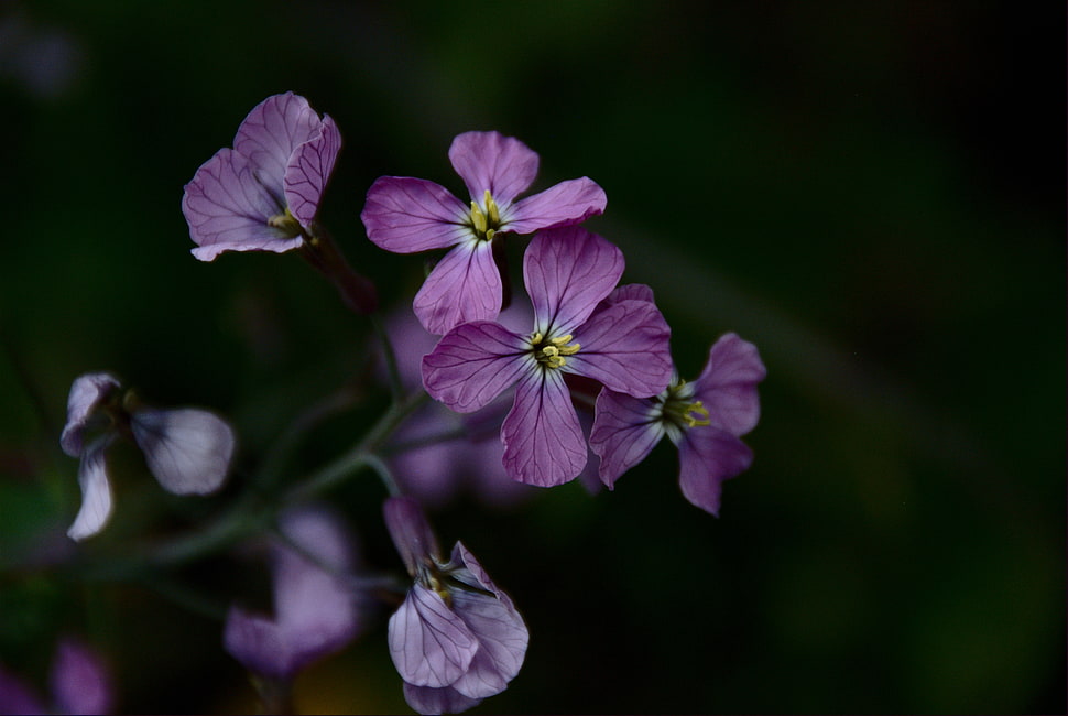 close-up photo of purple petaled flowers, flores HD wallpaper