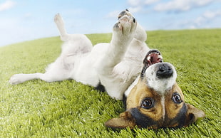 short-coated tricolor puppy lying on grass field at daytime