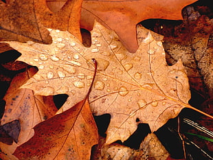 dried leaf HD wallpaper