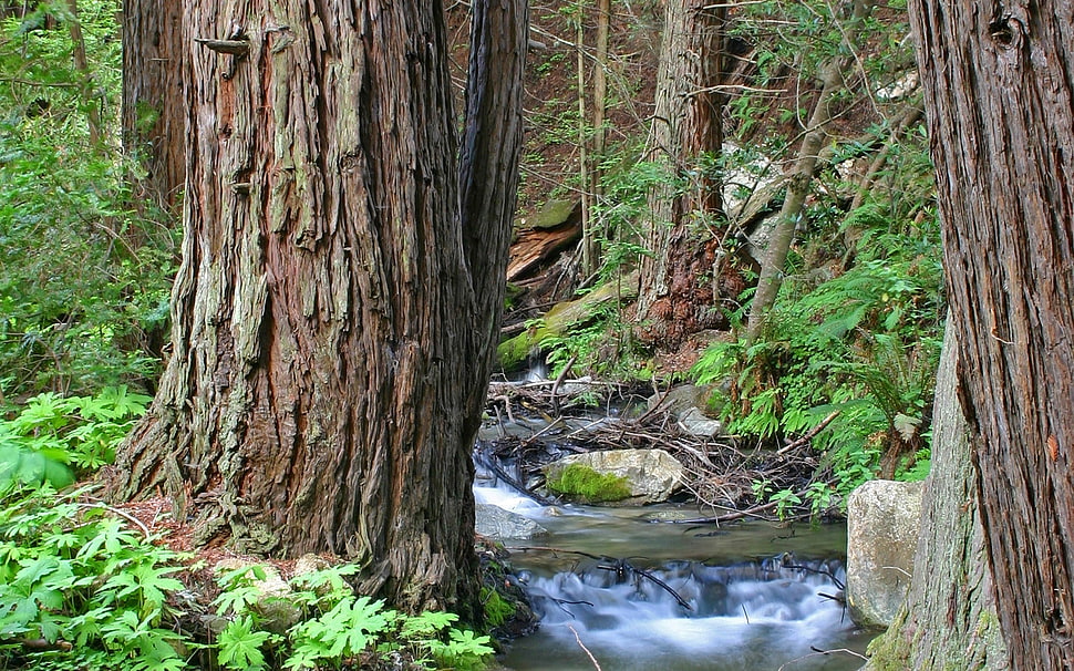 photography of river surrounded by trees during daytime HD wallpaper