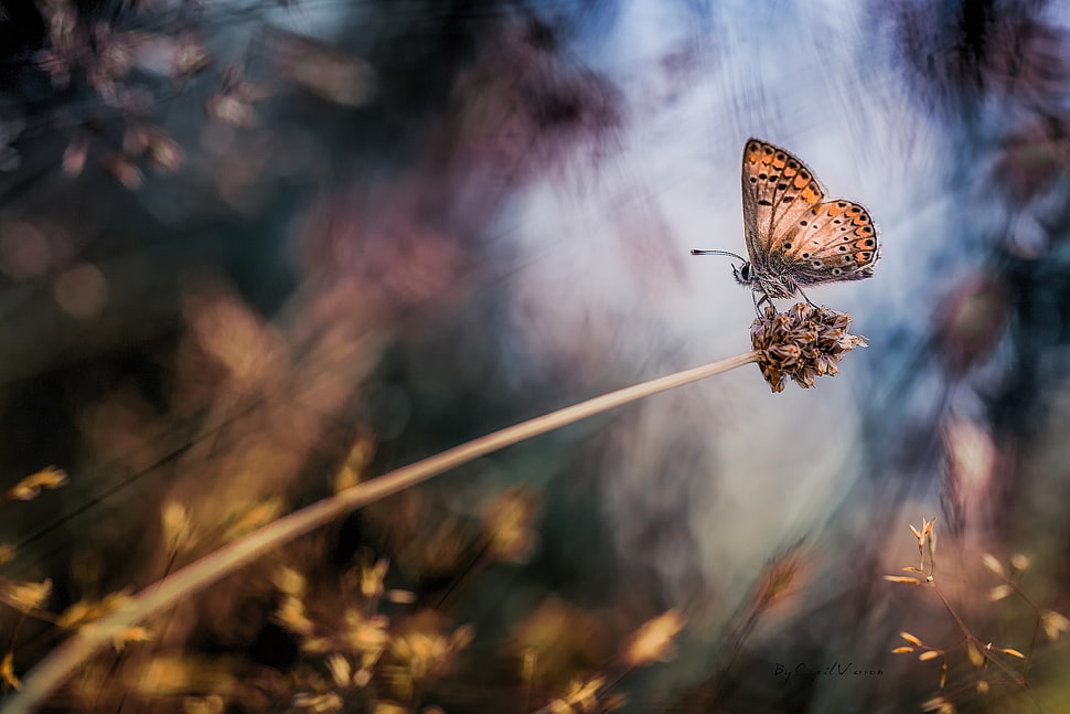 Common blue butterfly perched on brown stem closeup photography during daytime HD wallpaper