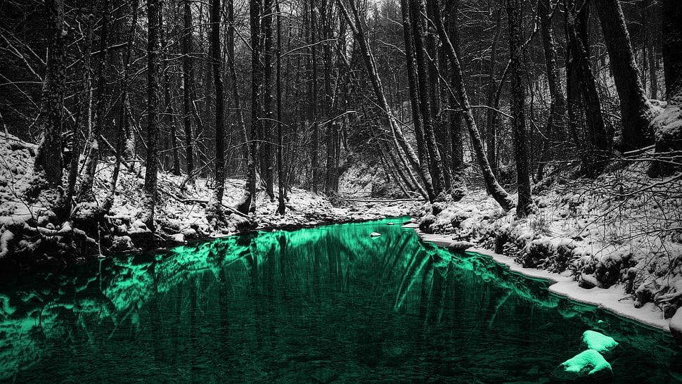 leafless trees, nature, forest, trees, reflection HD wallpaper