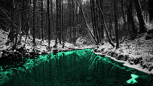 leafless trees, nature, forest, trees, reflection