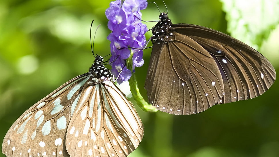 selective focus photography of two brown butterflies perching on purple petaled flower HD wallpaper