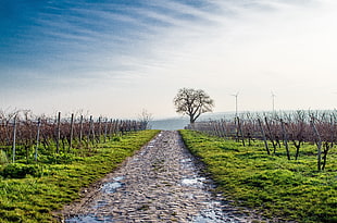 grey dirt road near brown bare of trees during daytime