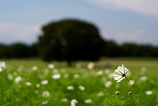 close-up photo of petaled flower on the grass field during daytime