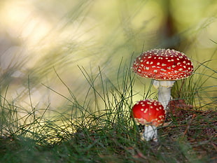 close up photo of red mushrooms HD wallpaper