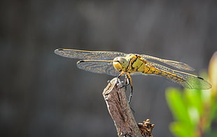 dragonfly on brown wood