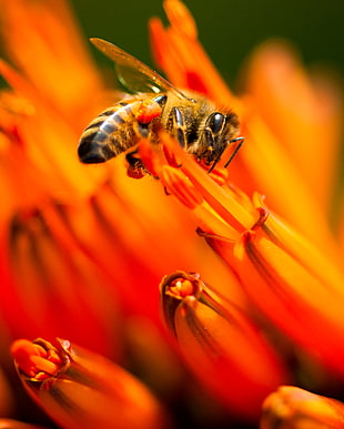 closeup photography of Honey Bee on orange flower HD wallpaper