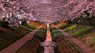 green grass field, Japan, Yokohama, cherry blossom, garden HD wallpaper