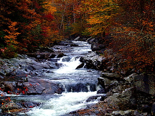 stream in forest HD wallpaper