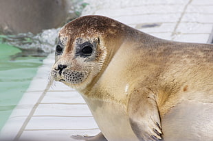 selective focus photography of seal