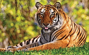 orange and black tiger with its toung out