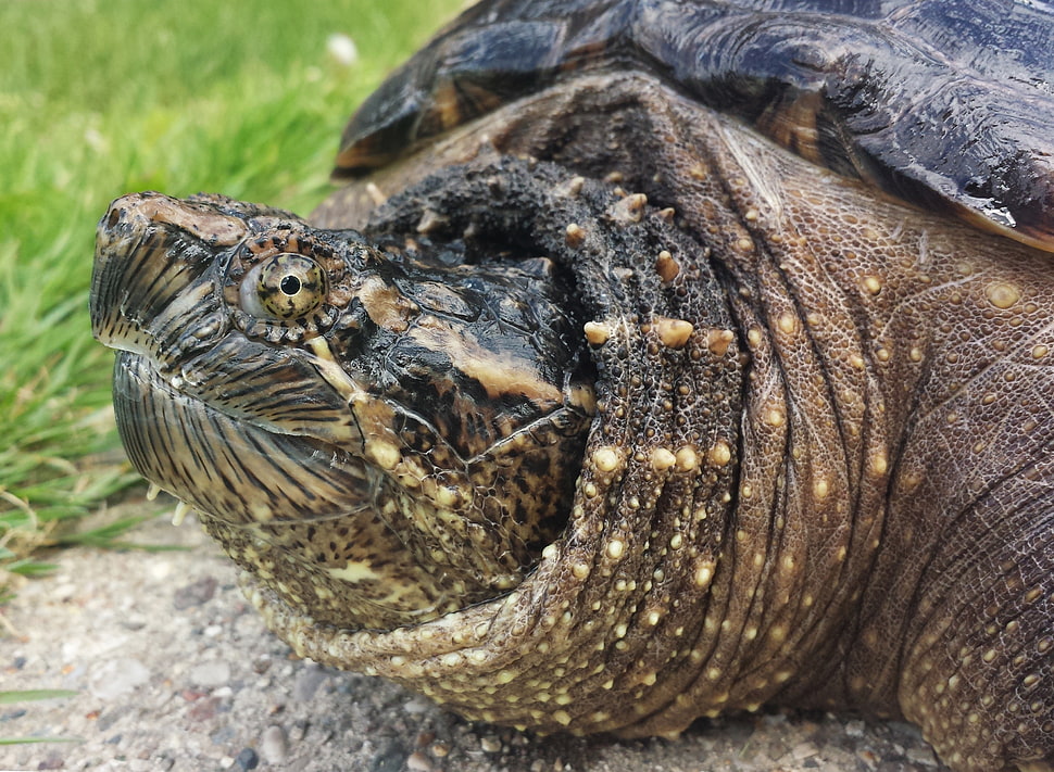 brown alligator snapping turtle HD wallpaper