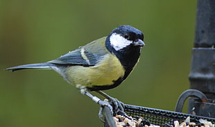 yellow and black feather bird, great tit