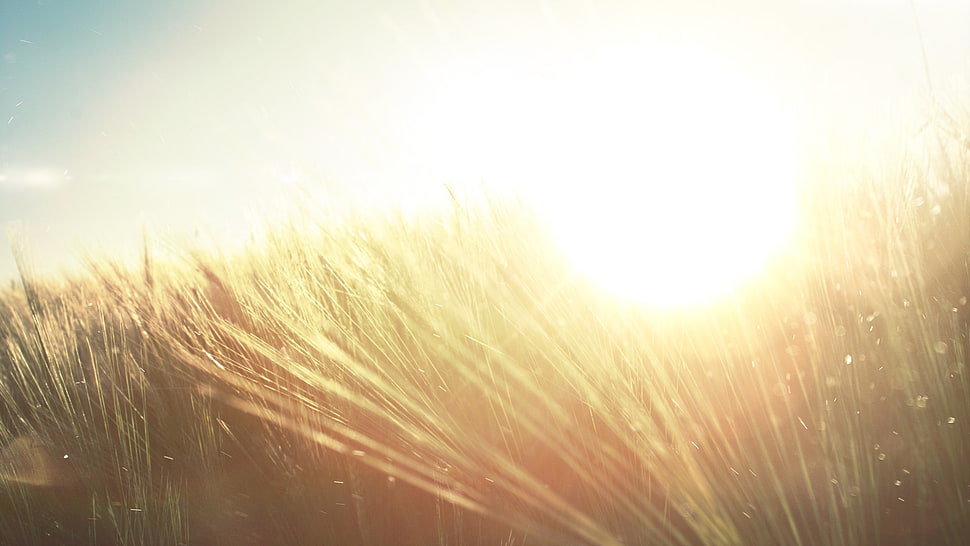 green grass, nature, macro, sunlight, plants HD wallpaper
