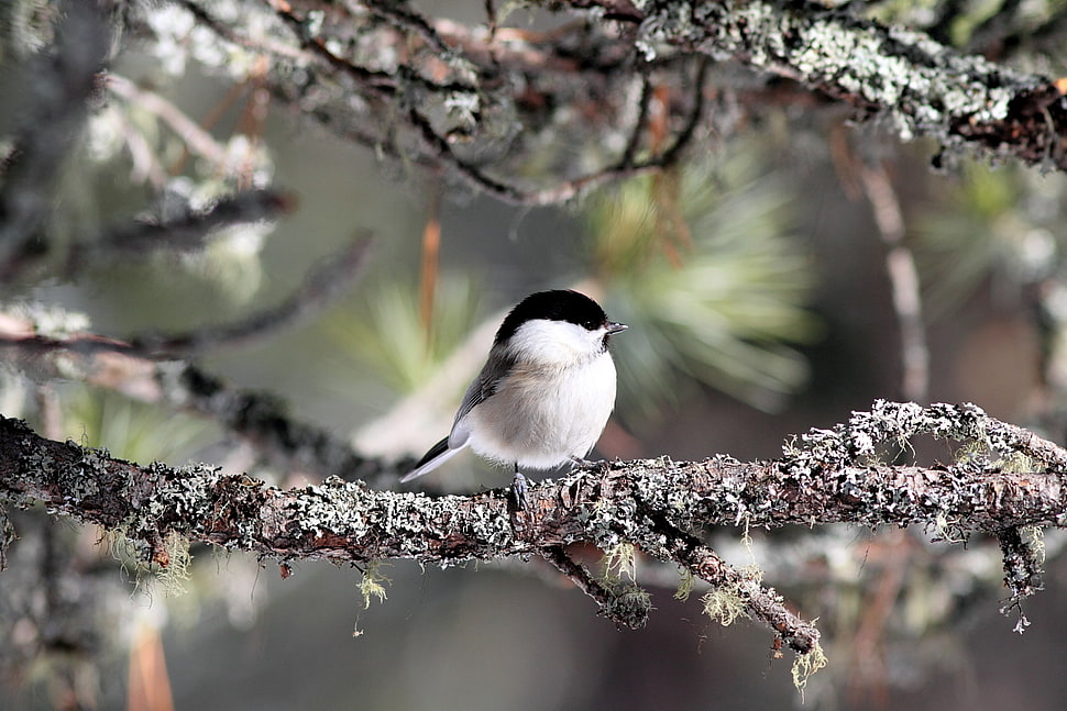 photograph of Black-capped Chickadee HD wallpaper