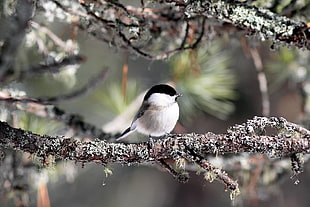 photograph of Black-capped Chickadee