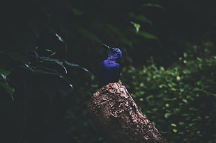 Kingfisher,  Bird,  Foliage