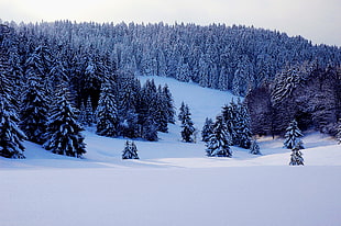 Forest coated of snow photography