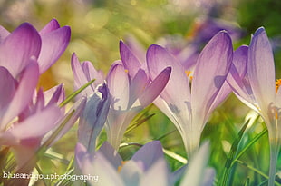 shallow focus photography of purple-and-white flowers HD wallpaper