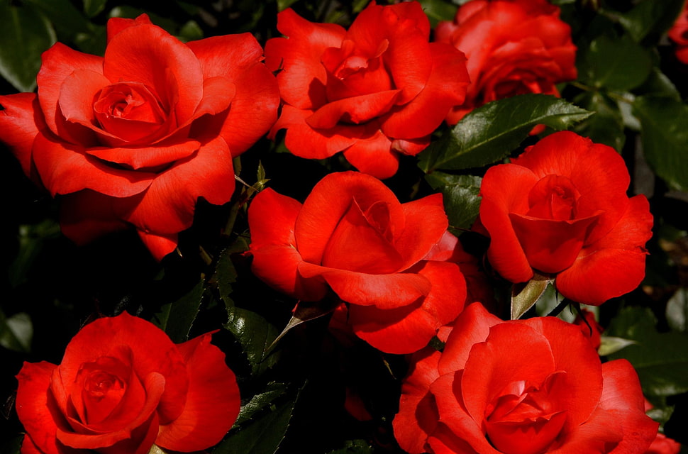 photo of red Roses HD wallpaper