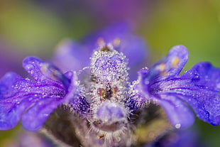 micro photography of purple petaled flower