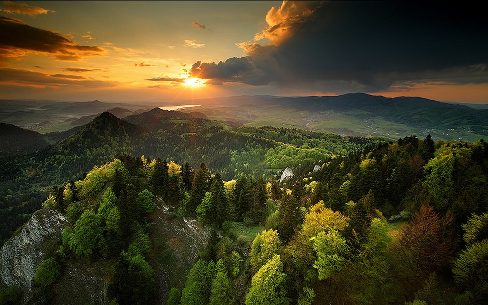 green leafed tree, nature, landscape, spring, sunset HD wallpaper