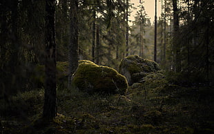 two gray rocks, forest, moss, trees