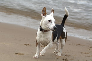 short-coated white and black dog running on seashore