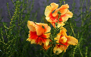 selective photography of orange and yellow petaled flowers